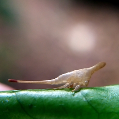 Membracidae