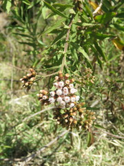 Pluchea salicifolia