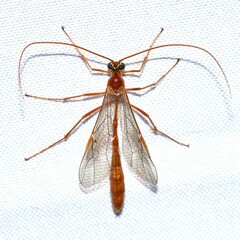 Enicospilus