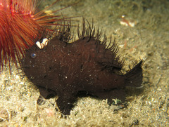 Antennarius striatus