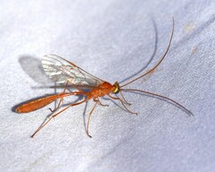 Enicospilus