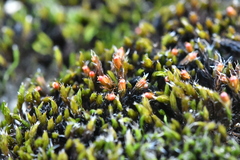 Schistidium crassipilum