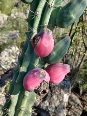 Cereus aethiops
