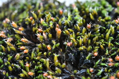 Schistidium crassipilum