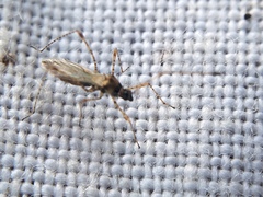 Gampsocoris punctipes