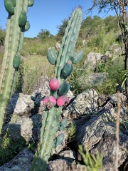 Cereus aethiops