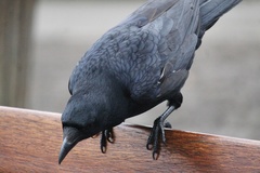 Corvus corone