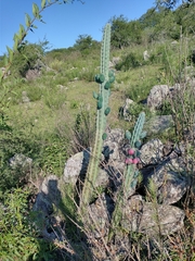 Cereus aethiops