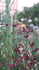 Eumenes mediterraneus