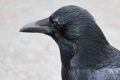 Corvus corone