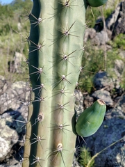 Cereus aethiops