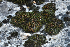 Schistidium crassipilum