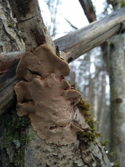 Phellinopsis conchata