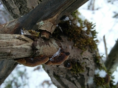 Phellinopsis conchata