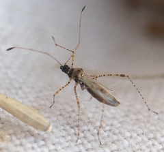 Gampsocoris punctipes