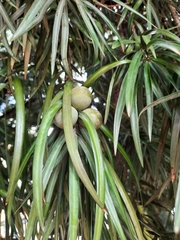 Podocarpus henkelii