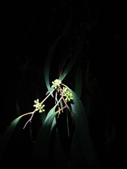 Eucalyptus microcarpa