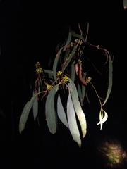 Eucalyptus microcarpa