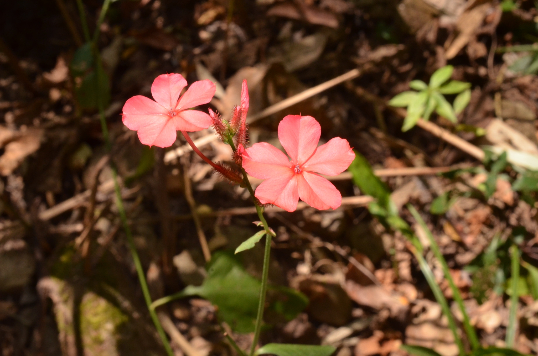 Plumbago indica — ảnh 3