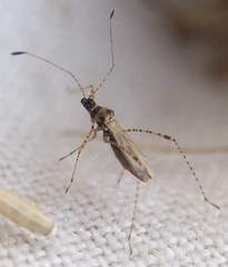 Gampsocoris punctipes