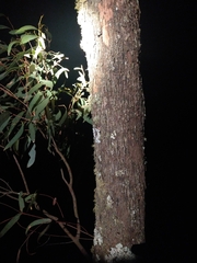 Eucalyptus microcarpa