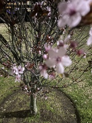 Prunus
