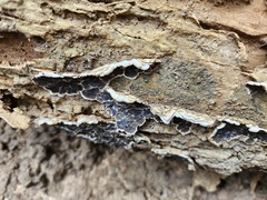 Auricularia mesenterica