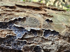 Auricularia mesenterica