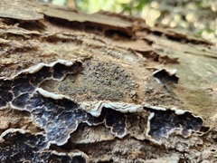 Auricularia mesenterica