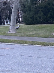 Pelecanus occidentalis