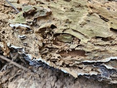 Auricularia mesenterica