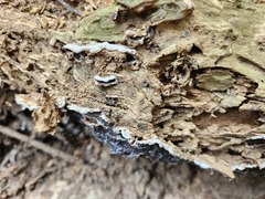 Auricularia mesenterica