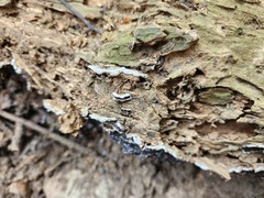 Auricularia mesenterica