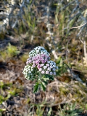 Gyptis