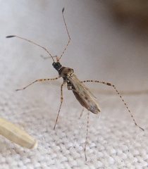 Gampsocoris punctipes