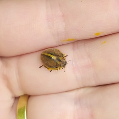 Epilachna clandestina