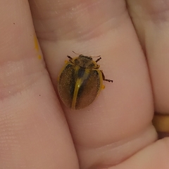 Epilachna clandestina