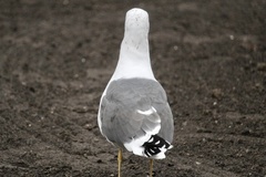 Larus fuscus