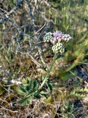 Gyptis
