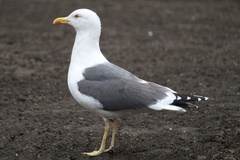 Larus fuscus