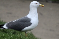 Larus fuscus