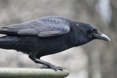 Corvus corone