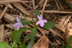 Pseuderanthemum variabile