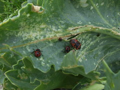 Eurydema spectabilis