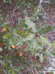 Quercus chapmanii