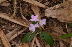 Pseuderanthemum variabile