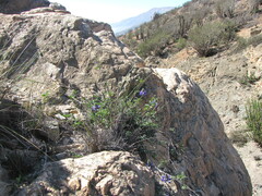 Dalea azurea