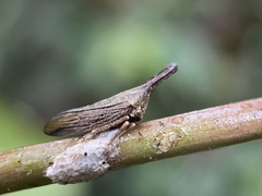 Aconophora compressa