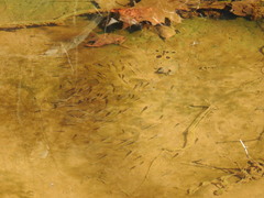 Rhinichthys atratulus