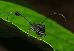 Phacellus cuvieri